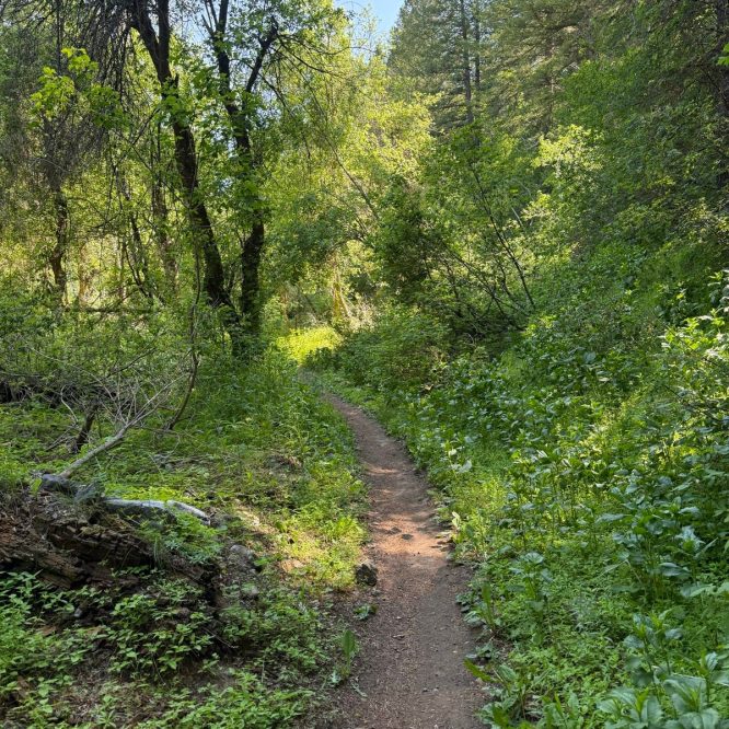 A narrow dirt path winds through a lush, green forest in Green Canyon, Utah, surrounded by tall trees and vibrant foliage under a clear blue sky.