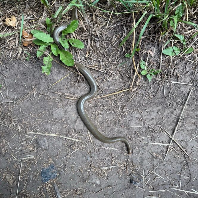 A slender snake is resting on the ground among some grass and green leaves in Green Canyon, Utah. The soil is dry with scattered bits of straw and small rocks.