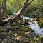 A serene stream flows through a lush green area in Paradise, Utah, with moss-covered rocks and trees leaning over the water. Sunlight filters through the leaves, creating a tranquil natural scene.