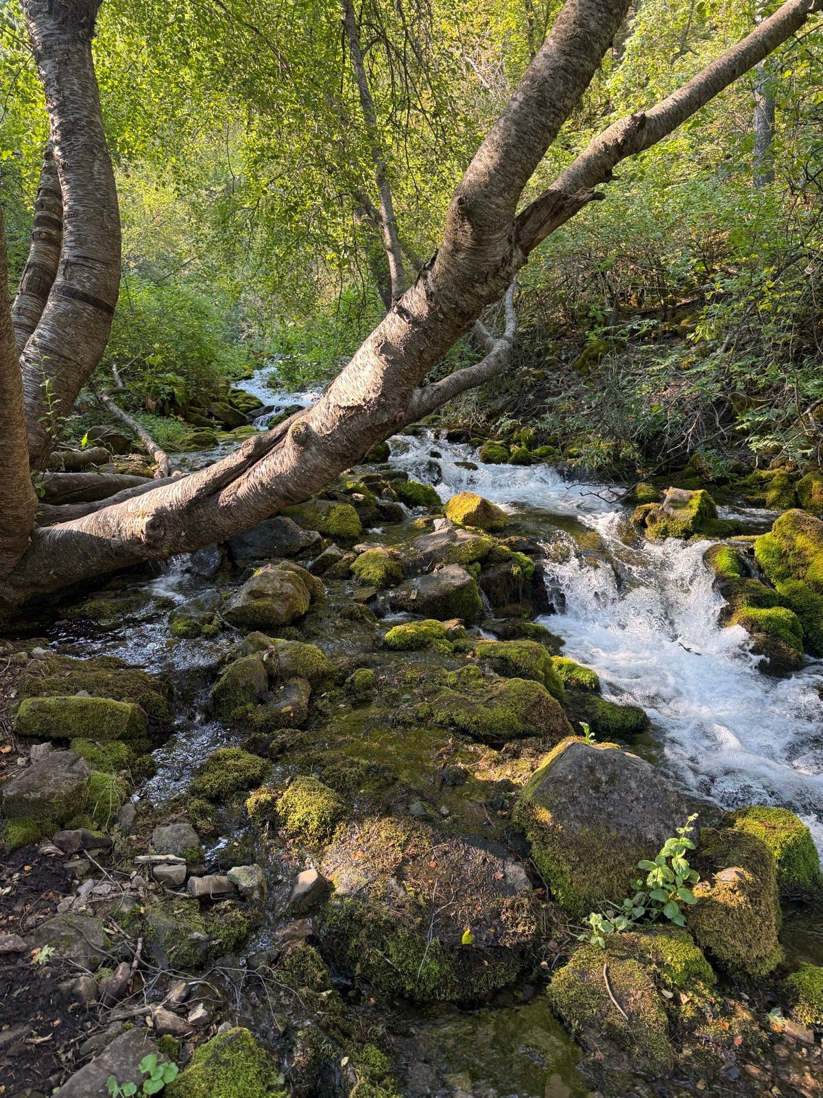 A serene stream flows through a lush green area in Paradise, Utah, with moss-covered rocks and trees leaning over the water. Sunlight filters through the leaves, creating a tranquil natural scene.