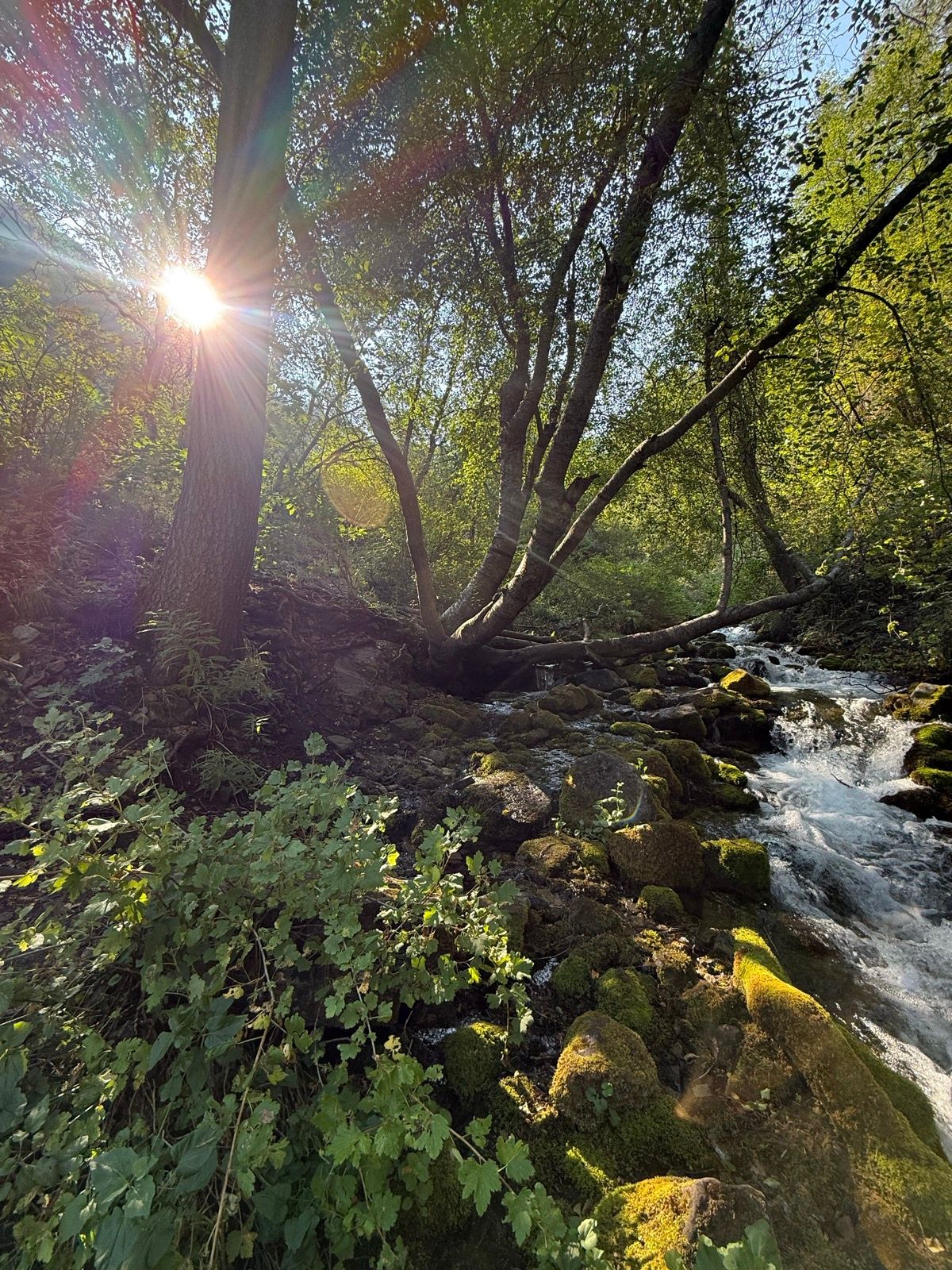 A scenic view of a rocky stream in Paradise, Utah, surrounded by lush green trees and foliage. The sun shines through the trees, creating a warm and inviting atmosphere. The area features moss-covered rocks and flowing water.