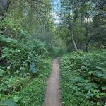 A narrow dirt path winds through lush greenery in Green Canyon, Utah, surrounded by tall trees and dense underbrush under a clear sky.