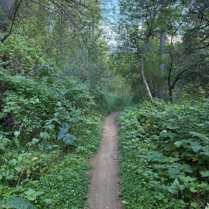 A narrow dirt path winds through lush greenery in Green Canyon, Utah, surrounded by tall trees and dense underbrush under a clear sky.