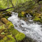 A stream flows over moss-covered rocks in a lush green forest in Paradise, Utah. Trees line the stream, and the water creates ripples as it moves through the landscape.