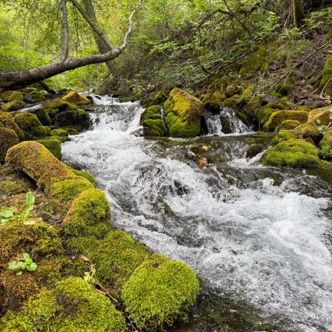 A stream flows over moss-covered rocks in a lush green forest in Paradise, Utah. Trees line the stream, and the water creates ripples as it moves through the landscape.