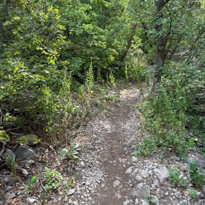 A narrow dirt path winding through a lush green forest, surrounded by trees and rocks, with a mix of foliage on either side in Providence Canyon, Utah.