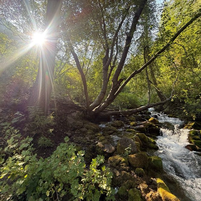 A serene scene in Paradise, Utah, featuring a gently flowing stream surrounded by lush greenery. Sunlight filters through the trees, casting a warm glow on the scene. Mossy rocks line the water's edge, adding to the tranquil atmosphere.