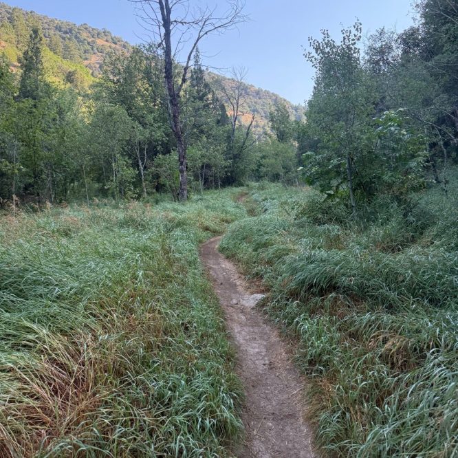 A narrow dirt path winds through tall green grass and trees in Green Canyon, Utah, with a clear blue sky overhead.