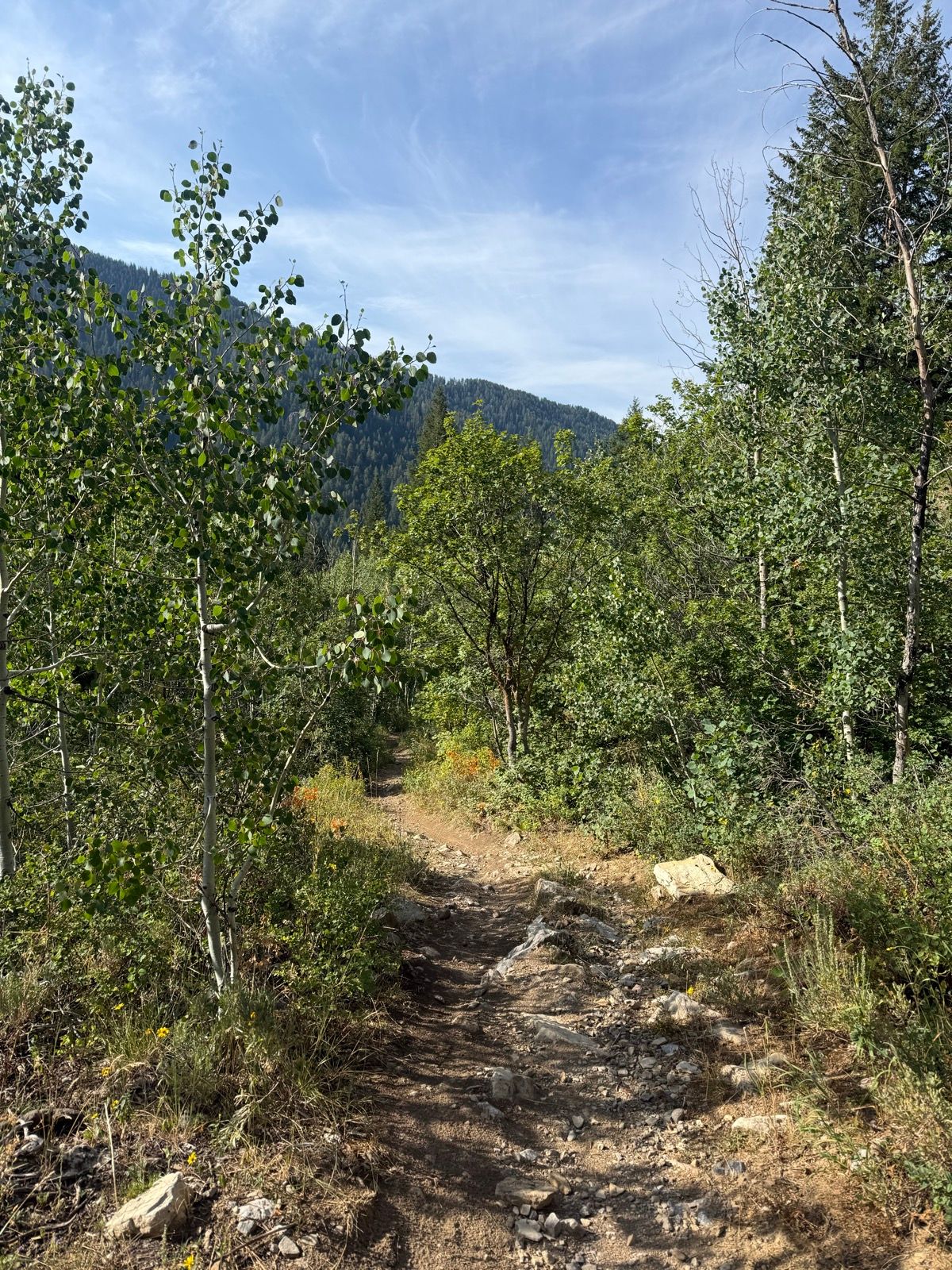 A dirt pathway winds through greenery in Green Canyon, Utah, surrounded by trees and distant mountains under a blue sky.