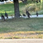 A group of wild turkeys walking near a tree in Providence Canyon, Utah, with grassy areas and a path in the background.