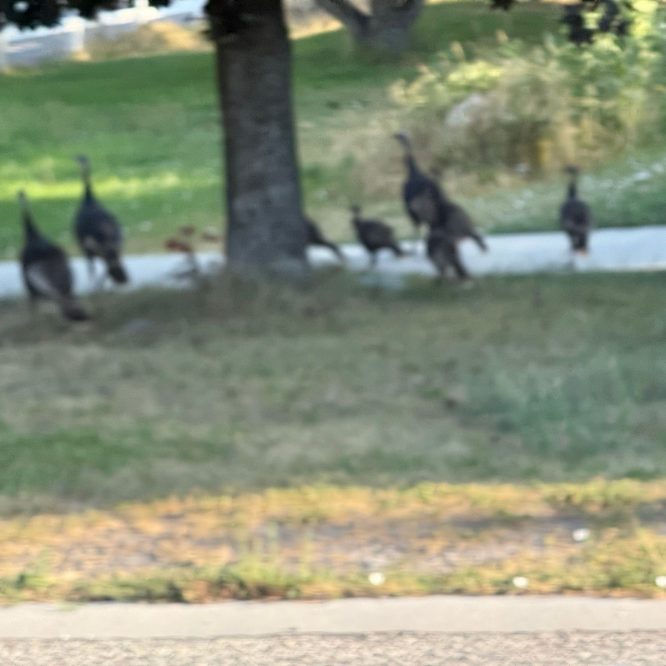 A group of wild turkeys walking near a tree in Providence Canyon, Utah, with grassy areas and a path in the background.