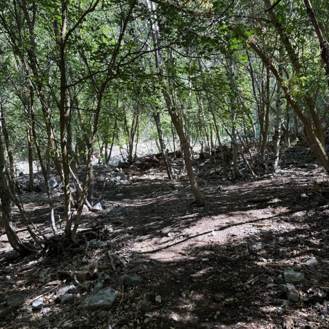 Dense green foliage with trees and scattered rocks in Providence Canyon, Utah. Sunlight filters through the leaves, casting shadows on the ground along a natural path.